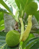 Artocarpus altilis