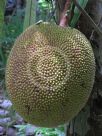 Artocarpus heterophyllus