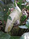 Arum italicum