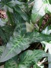 Arum italicum