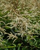 Aruncus dioicus