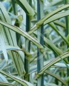 Arundo donax versicolor