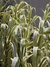 Arundo donax versicolor