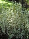 Arundo donax versicolor