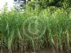 Arundo donax versicolor