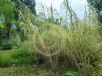 Arundo donax versicolor