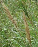 Arundo donax