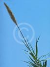 Arundo donax