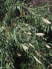 Arundo donax