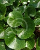 Asarum europaeum