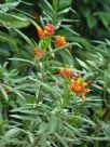 Asclepias curassavica