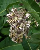 Asclepias syriaca