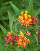 Asclepias tuberosa