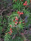 Asparagus aethiopicus Sprengeri Group