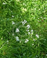 Asperula tinctoria