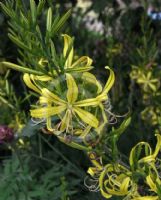 Asphodeline liburnica