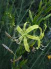 Asphodeline liburnica