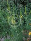 Asphodeline liburnica