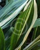 Aspidistra elatior Variegata