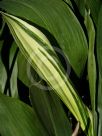 Aspidistra elatior Variegata