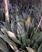 Aspidistra elatior