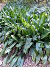 Aspidistra elatior