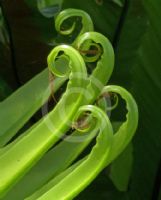 Asplenium australasicum