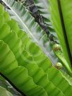 Asplenium australasicum