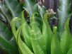 Asplenium australasicum