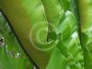 Asplenium australasicum