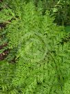 Asplenium bulbiferum