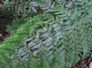 Asplenium bulbiferum