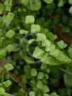 Asplenium flabellifolium