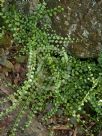 Asplenium flabellifolium