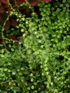 Asplenium flabellifolium