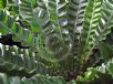 Asplenium nidus Bush Baby