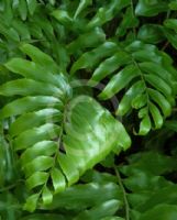 Asplenium oblongifolium