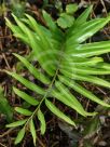 Asplenium oblongifolium