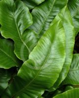 Asplenium scolopendrium