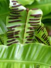 Asplenium scolopendrium