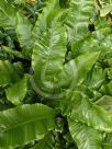 Asplenium scolopendrium