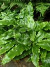 Asplenium scolopendrium