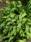 Asplenium scolopendrium