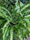 Asplenium scolopendrium