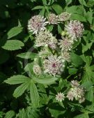 Astrantia major