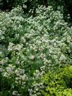 Astrantia major