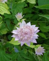 Astrantia maxima