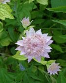 Astrantia maxima