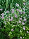 Astrantia maxima