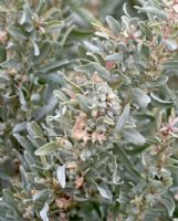 Atriplex cinerea